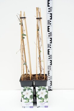 Raganės (Lot Clematis) 'Destiny' C2,5 70 CM 4 ST(SP) | RAGANĖS | VIJOKLINIAI