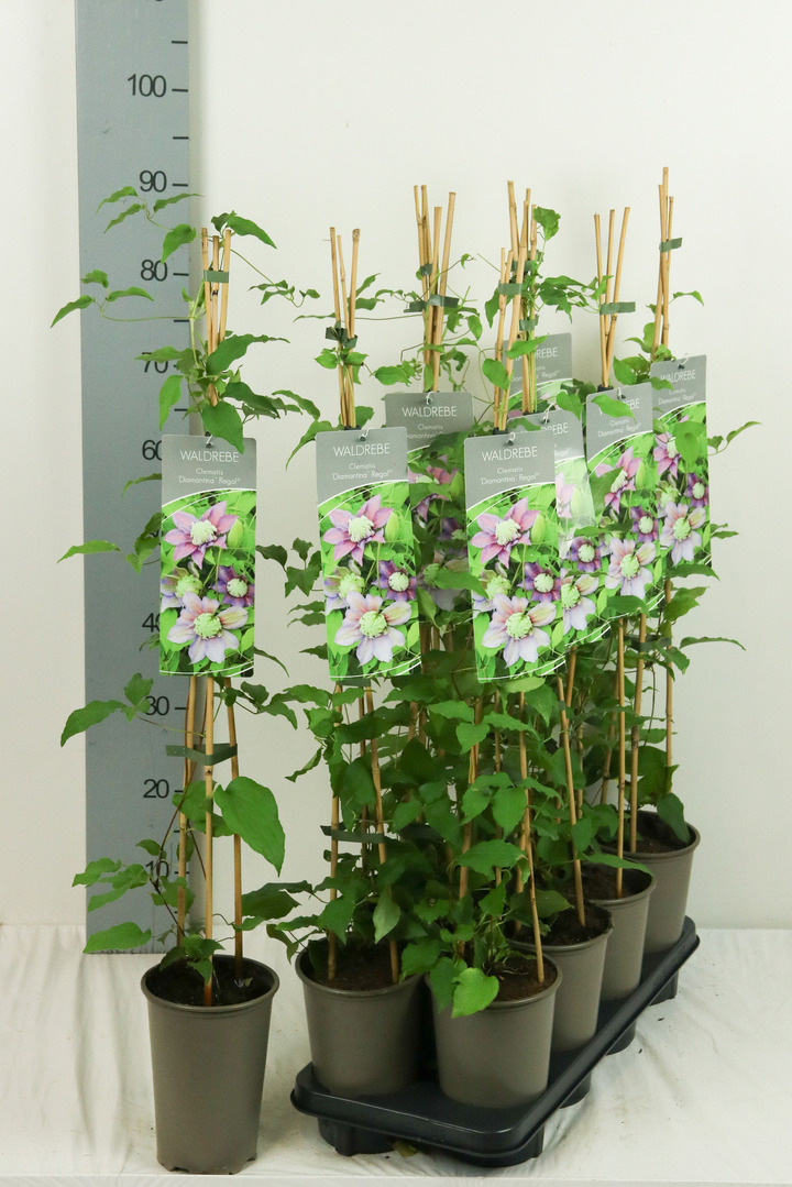 Raganė (Lot Clematis) 'Diamantina' P17 60-100 3-STICK | RAGANĖS | VIJOKLINIAI