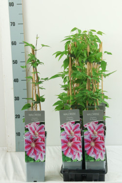 Raganė (Lot Clematis) 'Dr Ruppel' P17 40-60 CM 3 STICK | RAGANĖS | VIJOKLINIAI