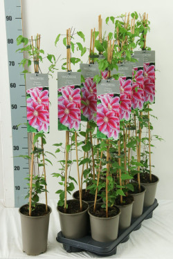 Raganė (Lot Clematis) 'Dr Ruppel' P17 60-100 3-STICK | RAGANĖS | VIJOKLINIAI