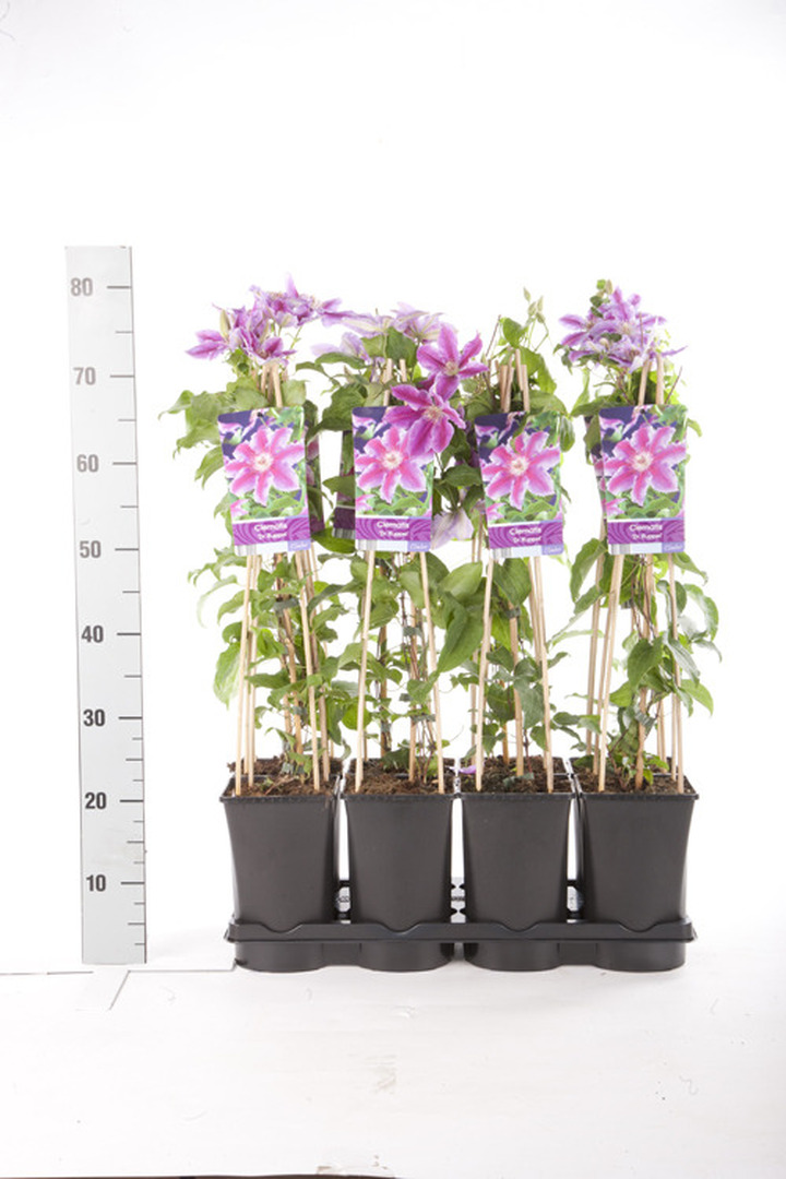 Raganės (Lot Clematis) 'Dr Ruppel' C2,5 70 CM 4 ST(SP) | RAGANĖS | VIJOKLINIAI