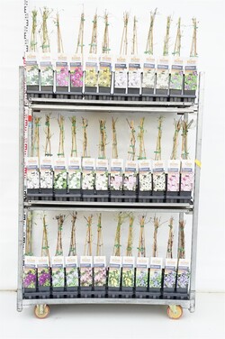 Raganė MIX  (Lot Clematis Climate)  P17 40-60 CM 3 STICK