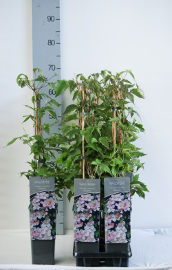 Raganė (Lot Clematis) 'Elizabeth' P17 40-60 CM 3 STICK | RAGANĖS | VIJOKLINIAI