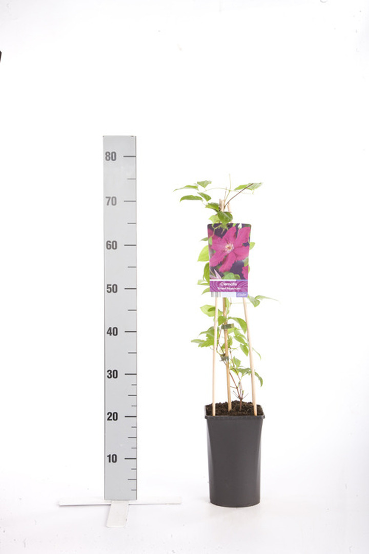 Raganės (Lot Clematis) 'Ernest Markham' C2,5 70 CM 4 ST(SP) | RAGANĖS | VIJOKLINIAI