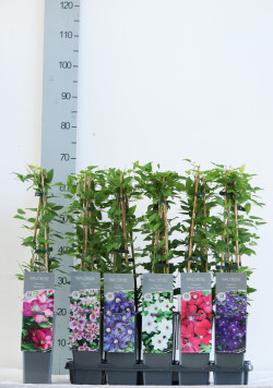 Raganė MIX (Lot Clematis in) P17 40-60 CM 3 STICK - nuotrauka 2