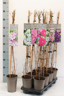 Raganė MIX (Lot Clematis in)   MIX C2/P17 60-80 CM