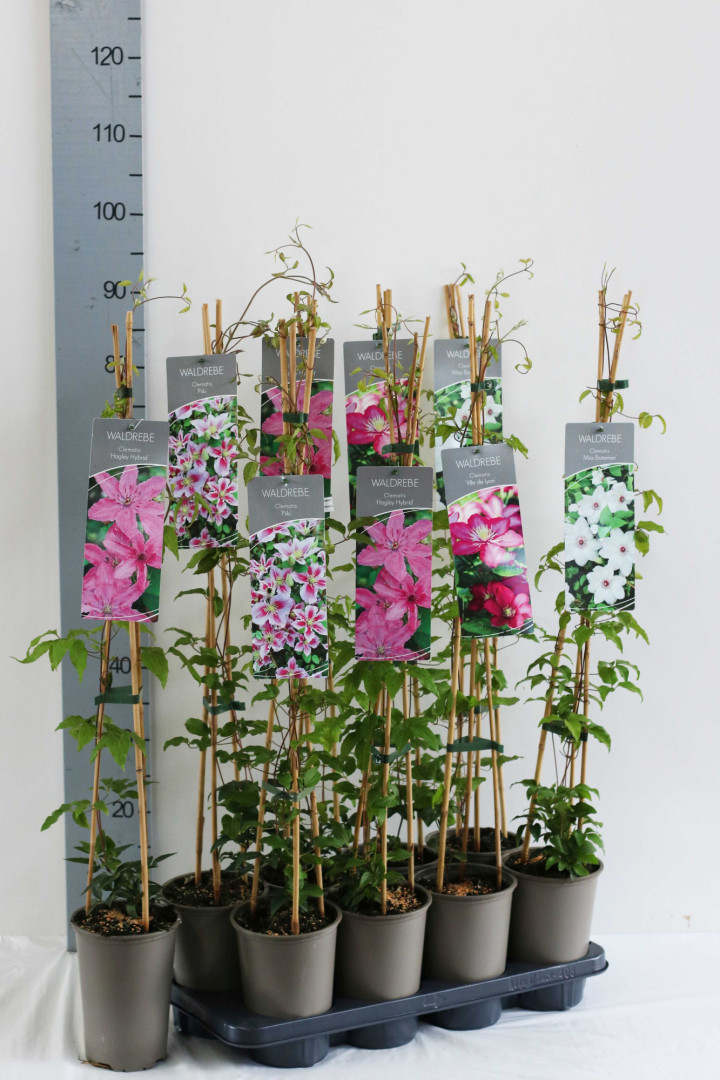 Raganė MIX (Lot Clematis in) P17 60-100 3-STICK