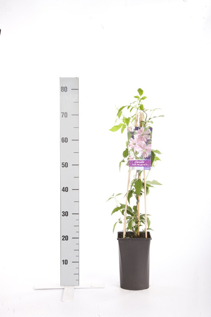 Raganė (Lot Clematis) 'Broughton Star' C2,5 70 CM 4 ST(SP)