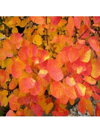 Pūkenis Europinis (Lot Cotinus Coggygria) GOLDEN SPIRIT C3 20-30CM-PŪKENIAI-KRŪMAI