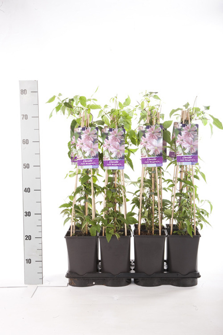 Raganė (Lot Clematis) 'Broughton Star' C2,5 70 CM 4 ST(SP)