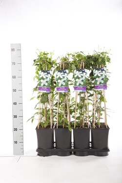 Raganė mont. (Lot Clematis mont.) 'Grandiflora' C2,5 70 CM 4 ST(SP) - nuotrauka 2
