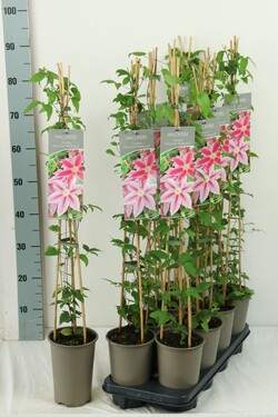 Raganė (Lot Clematis) 'Ooh La La' P17 60-100 3-STICK | RAGANĖS | VIJOKLINIAI