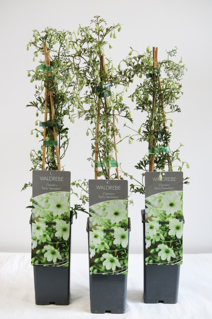 Raganė (Lot Clematis) 'Early Sensation' P17 40-60 CM 3 STICK | RAGANĖS | VIJOKLINIAI