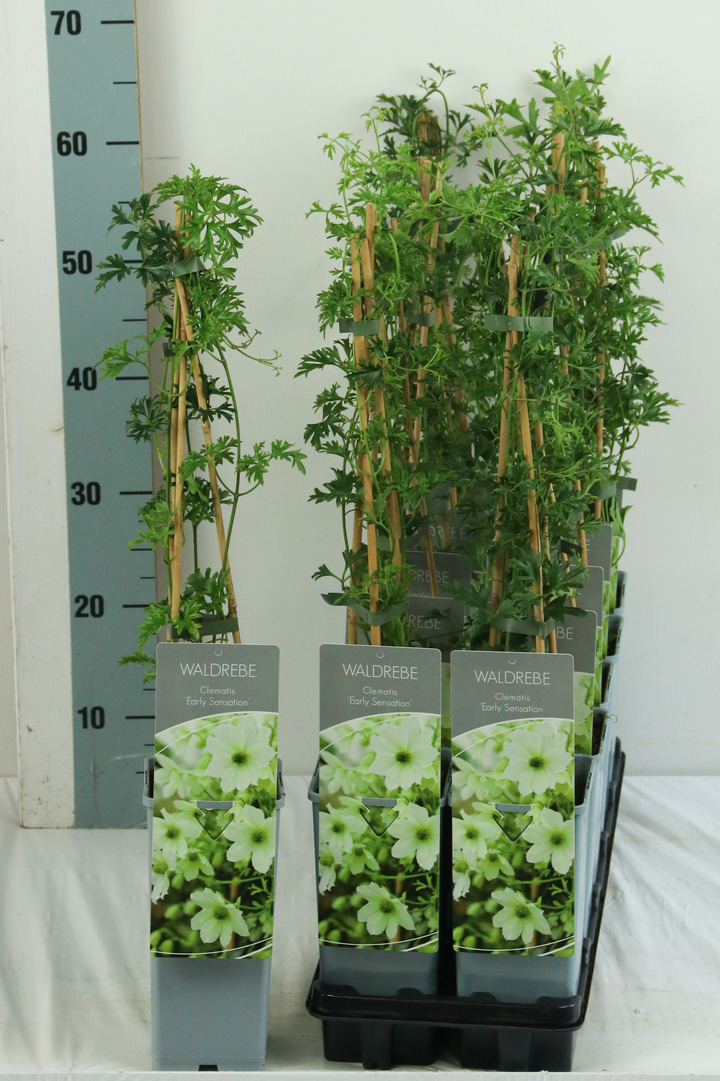 Raganė (Lot Clematis) 'Early Sensation' P17 40-60 CM 3 STICK | RAGANĖS | VIJOKLINIAI