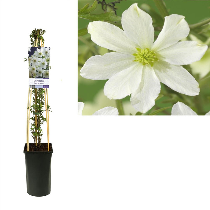 Raganė (Lot Clematis) 'Early Sensation' C2,5 70 CM 4 ST(SP)
