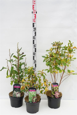 Alksnotis MIX (Lot Clethra in) C3/P19 40-60 CM | ALKSNOČIAI | KRŪMAI