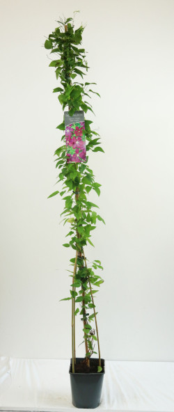 Raganė (Lot Clematis) 'Etoile Violette' C5/P23 100-125 CM | RAGANĖS | VIJOKLINIAI