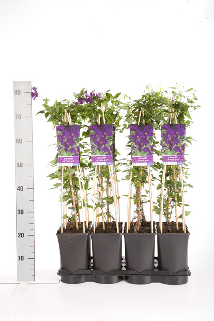 Raganės (Lot Clematis) 'Etoile Violette' C2,5 70 CM 4 ST(SP) | RAGANĖS | VIJOKLINIAI