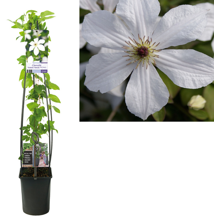 Raganė (Lot Clematis) 'Forever Friends' C5 120 CM 4 ST (SK) | RAGANĖS | VIJOKLINIAI