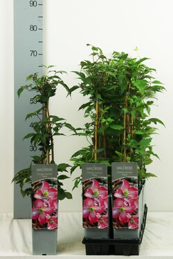 Raganė (Lot Clematis) 'Freda' P17 40-60 CM 3 STICK | RAGANĖS | VIJOKLINIAI