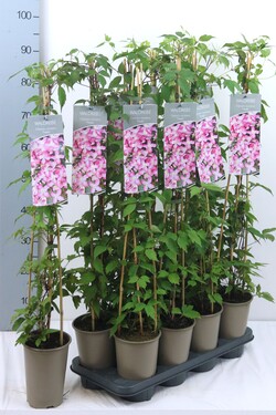 Raganė (Lot Clematis) 'Freda' P17 60-100 3-STICK | RAGANĖS | VIJOKLINIAI