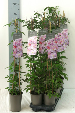 Raganė (Lot Clematis) 'Fragrant Spring' P17 60-100 3-STICK | RAGANĖS | VIJOKLINIAI