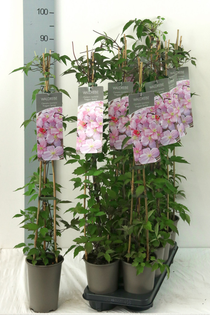 Raganė (Lot Clematis) 'Fragrant Spring' P17 60-100 3-STICK | RAGANĖS | VIJOKLINIAI