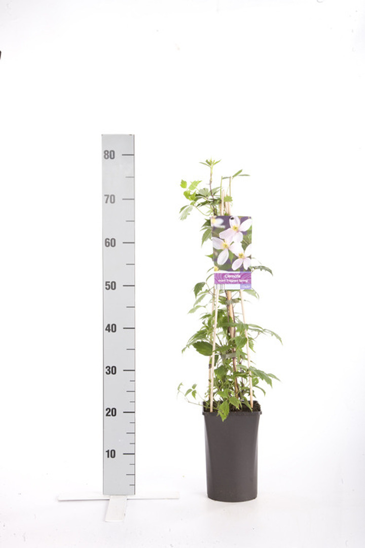 Raganė (Lot Clematis) 'Fragrant Spring' C2,5 70 CM 4 ST(SP)