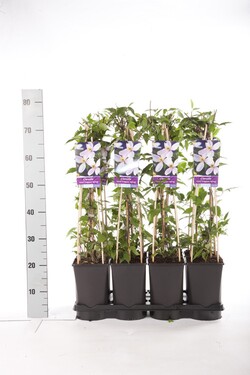 Raganė (Lot Clematis) 'Fragrant Spring' C2,5 70 CM 4 ST(SP) - nuotrauka 2