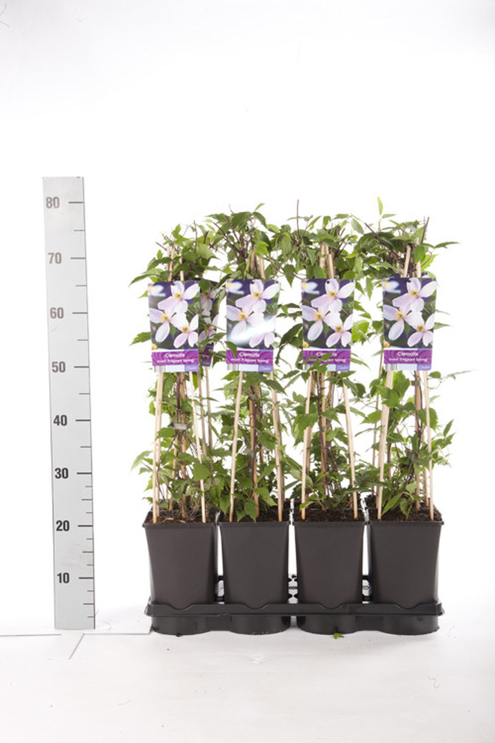 Raganė (Lot Clematis) 'Fragrant Spring' C2,5 70 CM 4 ST(SP)
