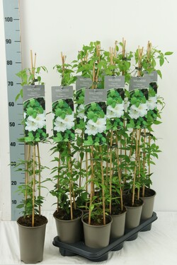 Raganė (Lot Clematis) 'Guernsey Cream' P17 60-100 3-STICK | RAGANĖS | VIJOKLINIAI