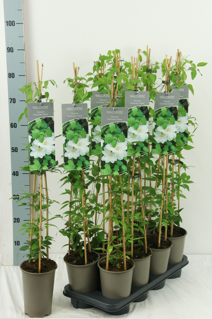 Raganė (Lot Clematis) 'Guernsey Cream' P17 60-100 3-STICK | RAGANĖS | VIJOKLINIAI