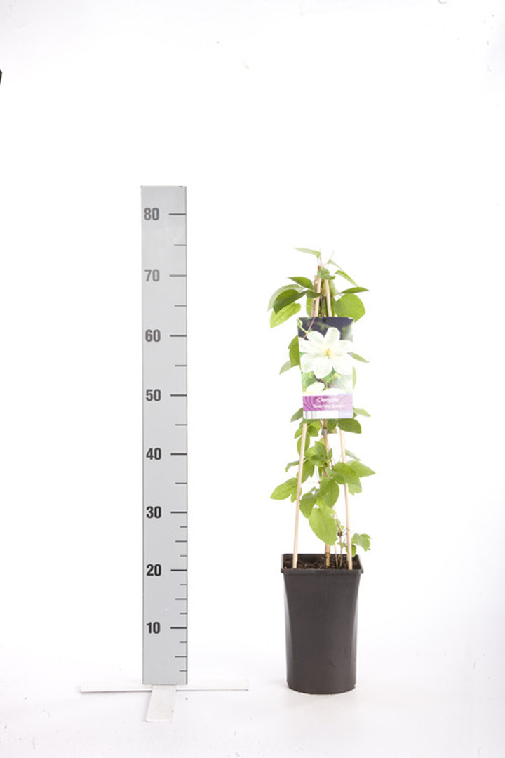 Raganės (Lot Clematis) 'Guernsey Cream' C2,5 70 CM 4 ST(SP) | RAGANĖS | VIJOKLINIAI
