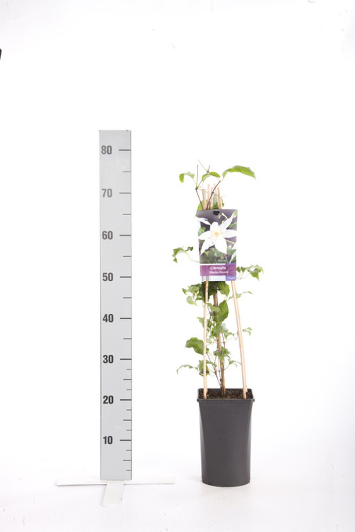 Raganės (Lot Clematis) 'Gladys Picard' C2,5 70 CM 4 ST(SP) | RAGANĖS | VIJOKLINIAI
