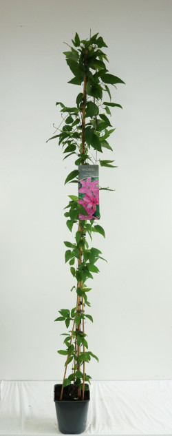 Raganė (Lot Clematis) 'Hagley Hybrid' C5/P23 100-125 CM | RAGANĖS | VIJOKLINIAI