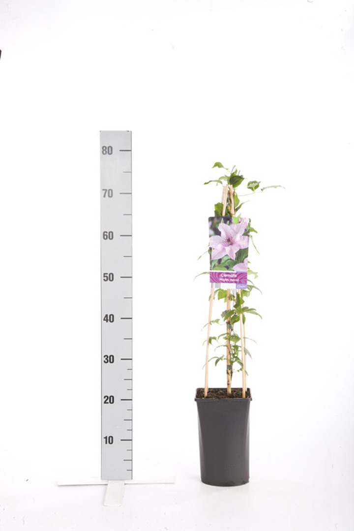 Raganės (Lot Clematis) 'Hagley Hybrid' C2,5 70 CM 4 ST(SP) | RAGANĖS | VIJOKLINIAI