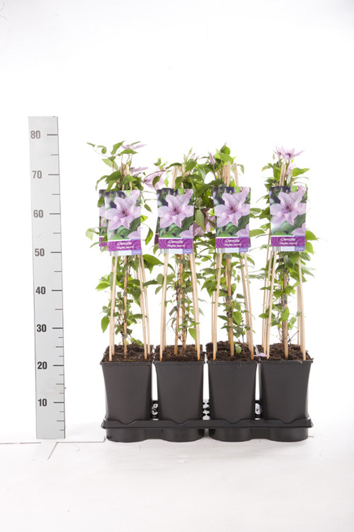 Raganės (Lot Clematis) 'Hagley Hybrid' C2,5 70 CM 4 ST(SP) | RAGANĖS | VIJOKLINIAI