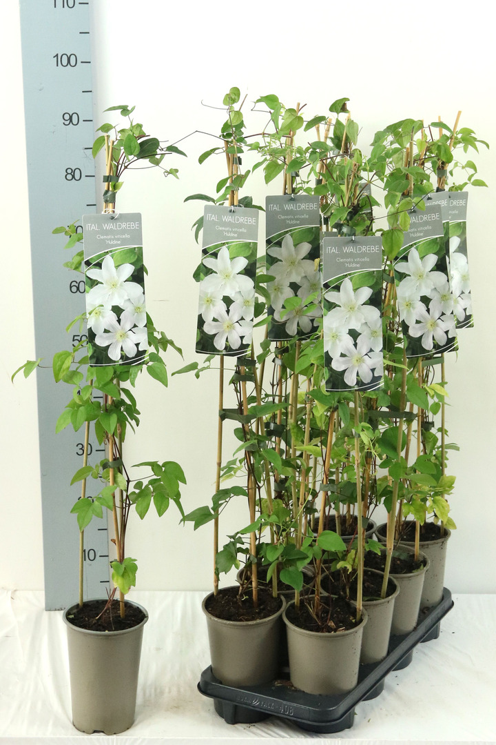 Raganė (Lot Clematis) 'Huldine' P17 60-100 3-STICK | RAGANĖS | VIJOKLINIAI