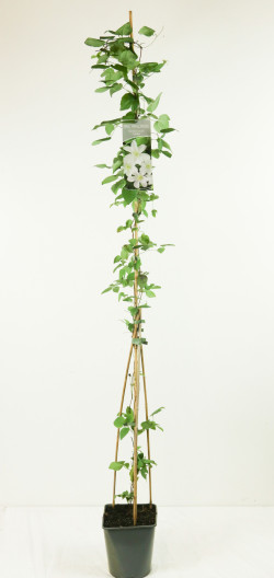 Raganė (Lot Clematis) 'Huldine' C5/P23 100-125 CM | RAGANĖS | VIJOKLINIAI