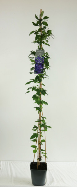 Raganė (Lot Clematis) 'Jackmanii' C5/P23 100-125 CM | RAGANĖS | VIJOKLINIAI