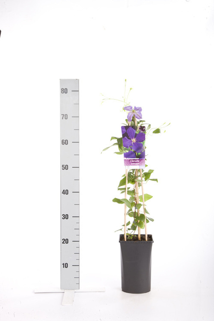 Raganės (Lot Clematis) 'Jackmanii' C2,5 70 CM 4 ST(SP) | RAGANĖS | VIJOKLINIAI