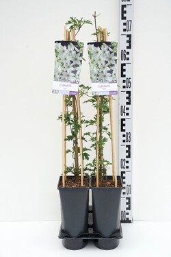Raganės (Lot Clematis) 'Joe' C2,5 70 CM 4 ST(SP) | RAGANĖS | VIJOKLINIAI