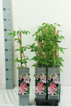 Raganė (Lot Clematis) 'John Paul II' P17 40-60 CM 3 STICK | RAGANĖS | VIJOKLINIAI