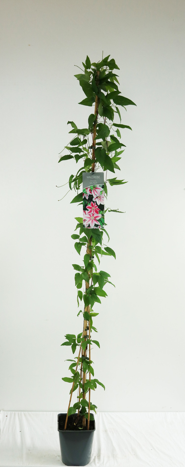 Raganė (Lot Clematis) 'John Paul II' C5/P23 100-125 CM | RAGANĖS | VIJOKLINIAI