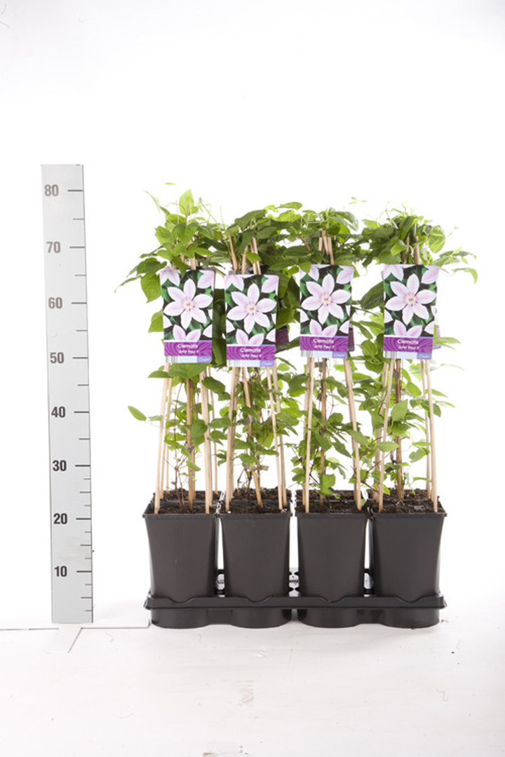 Raganės (Lot Clematis) 'John Paul II' C2,5 70 CM 4 ST(SP) | RAGANĖS | VIJOKLINIAI