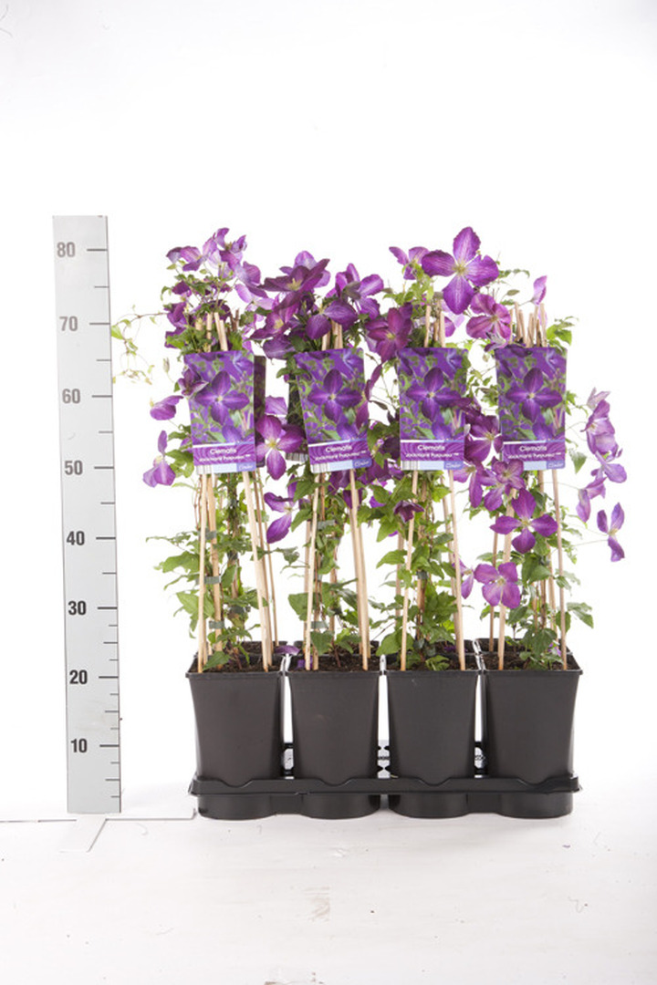 Raganės (Lot Clematis) 'Jackmanii Purpurea' C2,5 70 CM 4 ST(SP) | RAGANĖS | VIJOKLINIAI