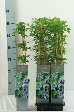 Raganė (Lot Clematis) 'Justa' P17 40-60 CM 3 STICK | RAGANĖS | VIJOKLINIAI