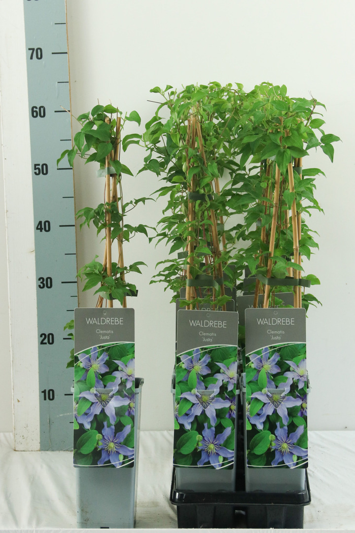 Raganė (Lot Clematis) 'Justa' P17 40-60 CM 3 STICK | RAGANĖS | VIJOKLINIAI