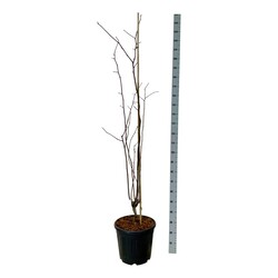 Posnis kentukinis (Lot Cladrastis kentukea) C30 175-200CM EXTRA - nuotrauka 1