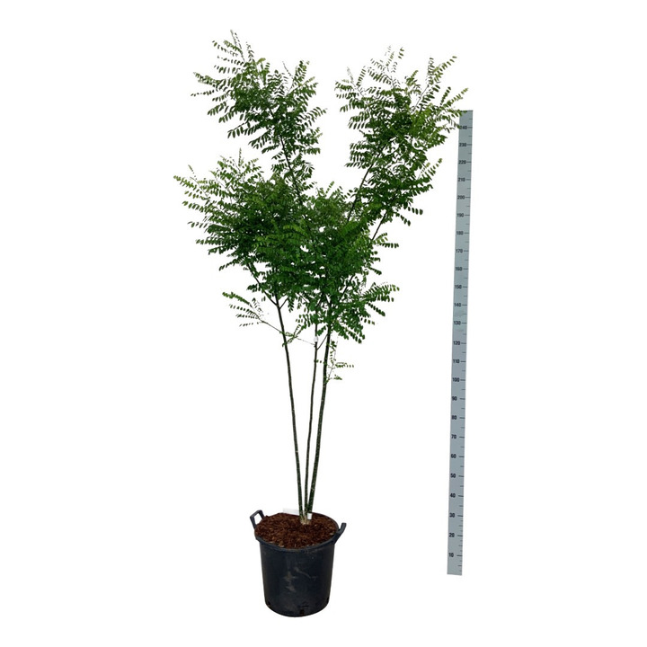 Posnis kentukinis (Lot Cladrastis kentukea) C30 175-200CM EXTRA
